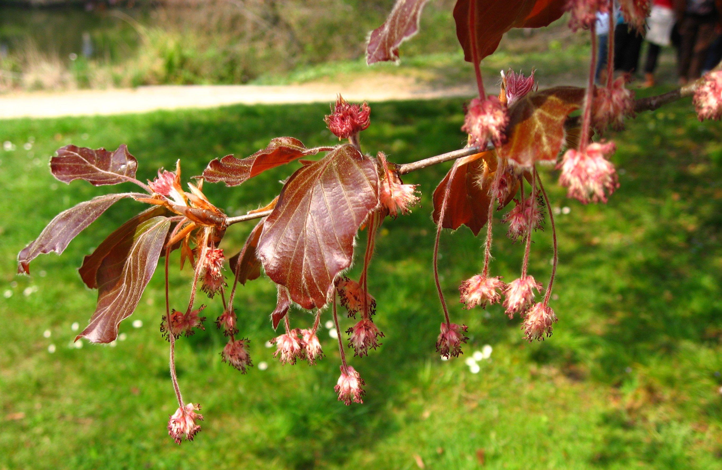 European beech